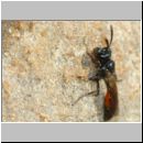 Mimesa equestris - Grabwespe w01b 8mm - Sandgrube Niedringhaussee-det.jpg